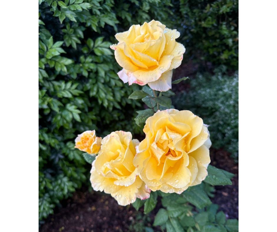 Remember to stop and smell the roses