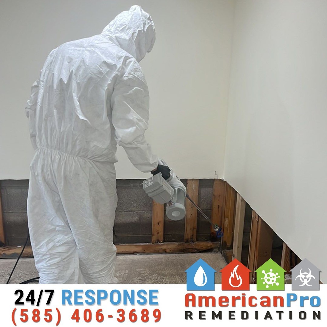 🦠🧴 Sanitizing Mold Inside Walls: Restoring Health and Safety
When mold is discovered inside walls, it’s not just a surface problem — it’s a health risk. At American Pro Remediation, we take swift action to eliminate mold and prevent its return. One critical step in our process is sanitizing the affected areas.
🔹 How it works:
1️⃣ After carefully removing drywall to expose the mold, we thoroughly clean the area to remove visible growth.
2️⃣ Next, we spray specialized sanitizers directly onto the affected surfaces. These solutions are designed to kill mold spores, prevent regrowth, and protect your home’s air quality.
3️⃣ We complete the process by drying the space with industrial-grade equipment to ensure no moisture remains.
Mold inside walls doesn’t have to be a long-term problem. With our advanced techniques and attention to detail, we’ll make your space safe and healthy again. 🏠💪
📞 Call us today at 585-406-3689 for expert mold remediation services.
#AmericanProRemediation
#MoldSanitization
#MoldRemediationExperts
#SafeAndHealthyHome
#DisasterRecovery
#WeRestorePeace