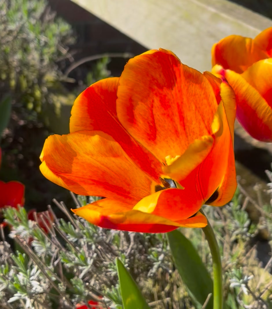 Aria Range😍
Can’t wait for spring to be back — longer days and softer moments 🌿✨