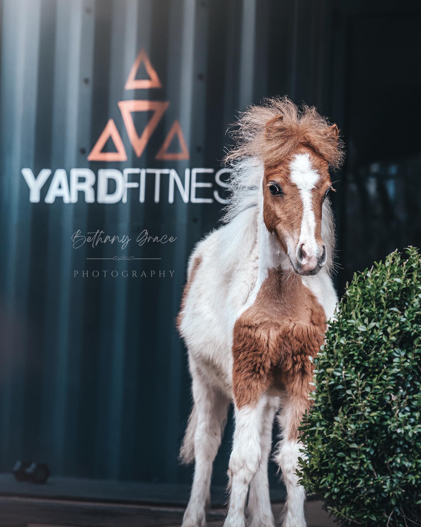 Because every gym should have a little gym mascot… Right?
Little George stealing the show again 🤩