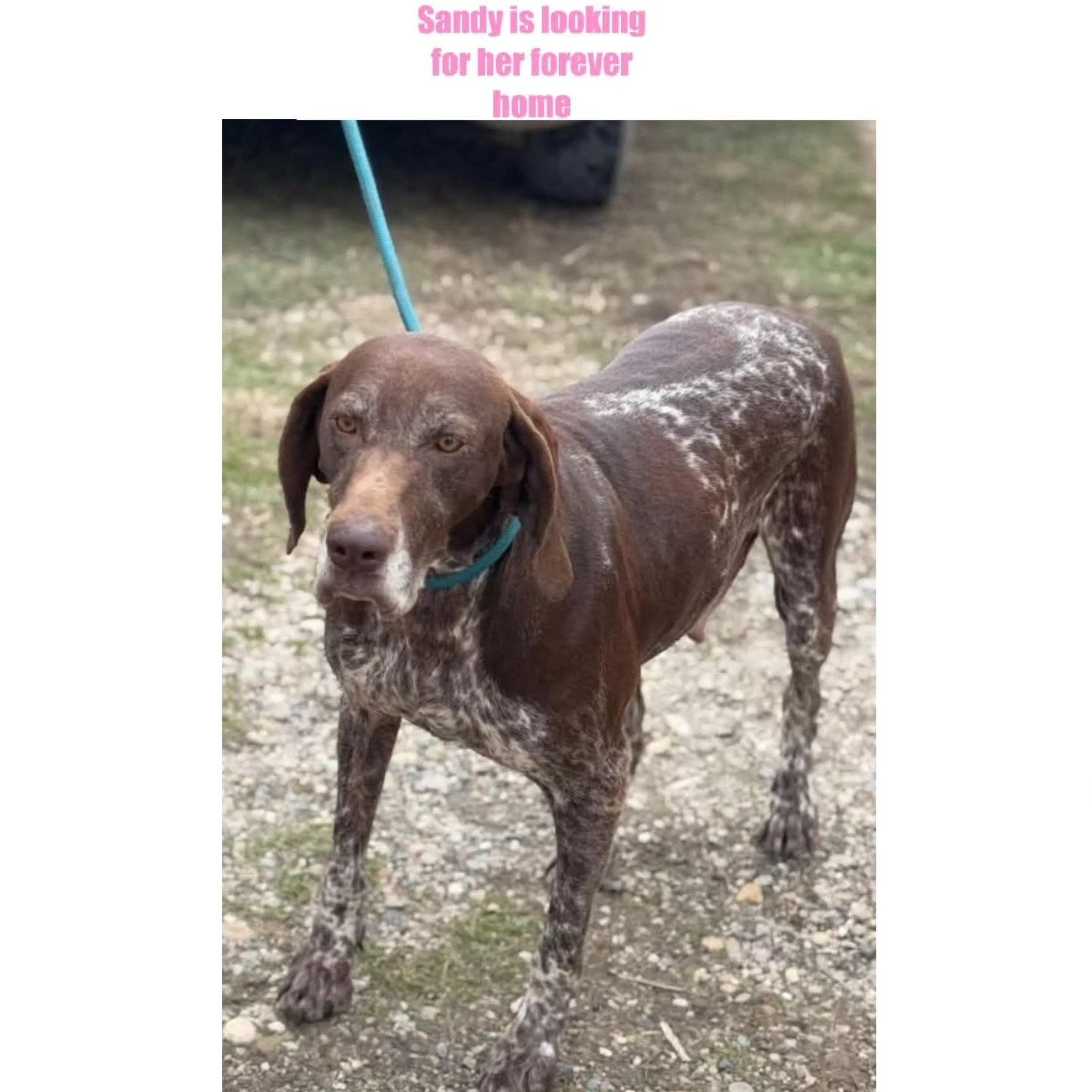 We want to thank you wor your wholeharted support💝
❤️🐾Diane Nijland, in memoriam von Wim Nijland💔
€1.000,00
❤️🐾Margot Schuitemaker
€56,00
❤️🐾Anonymous donor
€10,00
❤️🐾Caroline Roels
€10,26
❤️🐾Ans Flier
€15,39
❤️🐾Tanja Enneking
€25,59
❤️🐾Anonymous donor
€51,31
❤️🐾Amanda Ostman
€5,50
❤️🐾Marian Priem
€5,13
❤️🐾Natascha van Dam
€10,00
❤️🐾Mariah Connerley
€10,70
Thank you very much for your contribution💖
Contact via email: gsprescuehr@gmail.com
Website: https://www.gsprescuehr.com/nl/contact.
#dontshopadopt#gspoftheday #gspcommunity#germanshorthairedpointerlovers #germanshorthairedpointerlovers #pointerlovers #gspcommunity #pointerlove #germanshorthairedpointer #birddog #pointersofinstagram #gsprescue #gspworld #gsp #gsplife #gsploverig #gsplovers #gspsofinstagram #gspuniverse @lydia_lidach #rescuedog #rescuedogsofinstagram #rescuedismyfavoritebreed#deutschkurzhaar