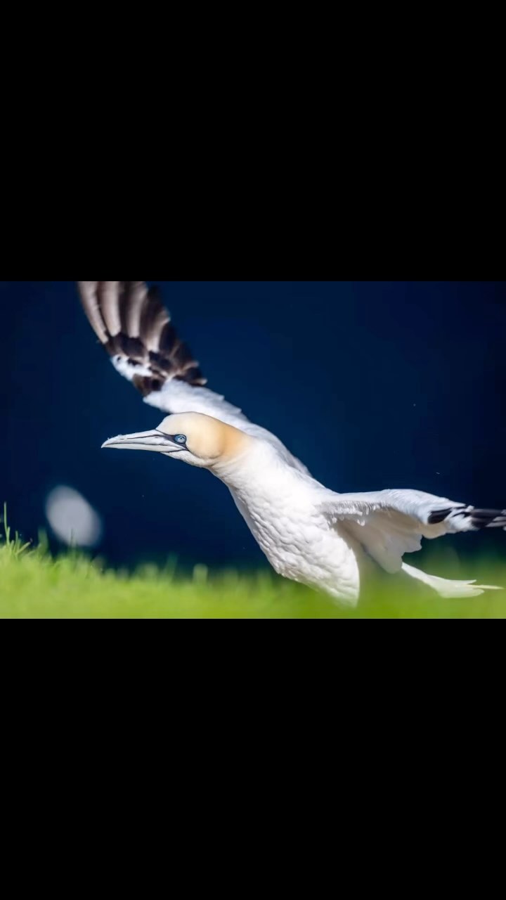 Séjour aux Shetland du 19 au 29 juin https://www.contrees-sauvages.com/à-la-rencontre-des-plus-beaux-sites