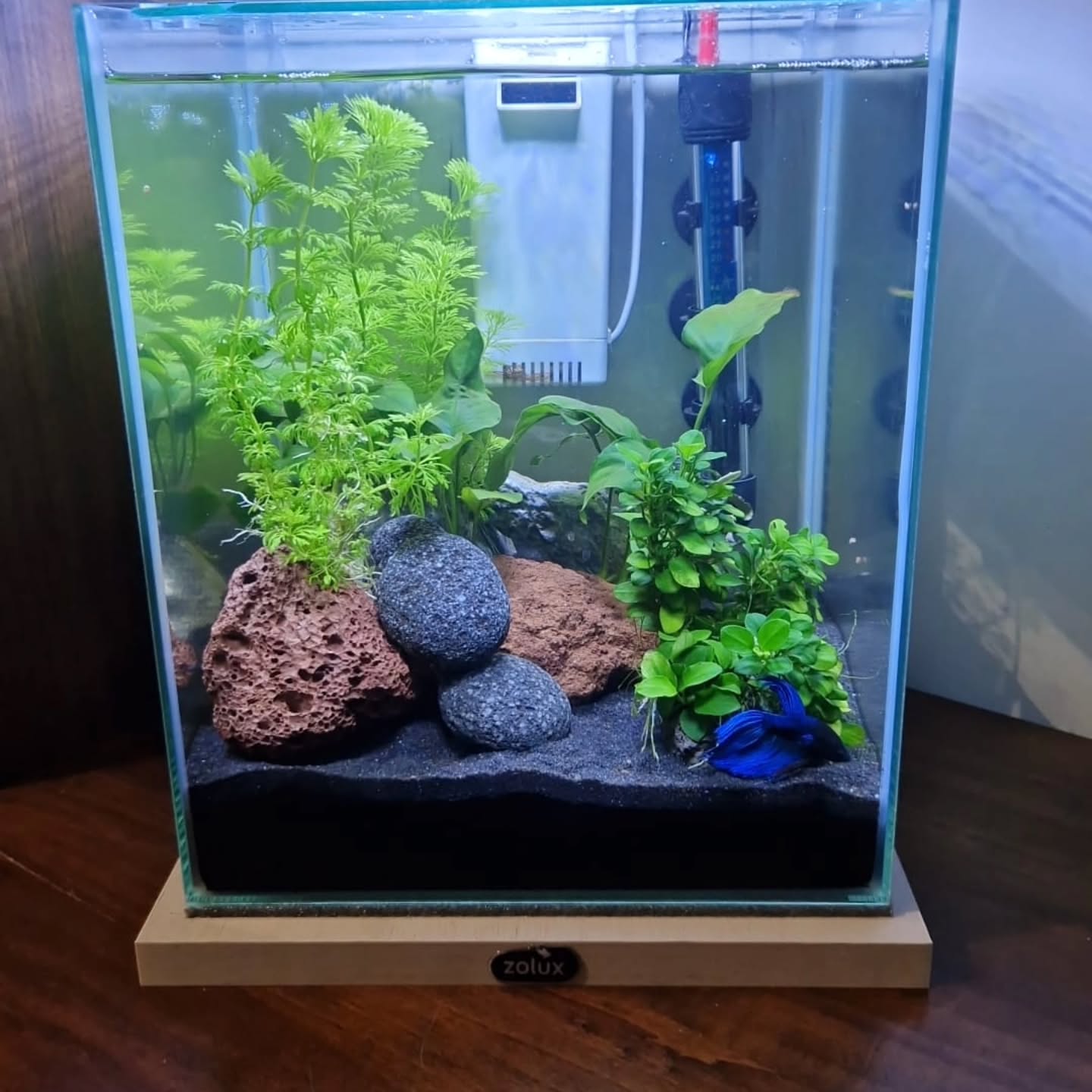 Questo layout naturale dimostra che anche un acquario dall’aspetto “selvaggio” può essere stabile, sano e facile da mantenere se seguito con il giusto protocollo.
👉 Piante a crescita lenta
👉 Carico biologico bilanciato
👉 Manutenzione ridotta ma costante
Il risultato?
Un ambiente equilibrato, pesci in salute e un acquario che migliora nel tempo, non che crea problemi.
🔍 Vuoi ottenere lo stesso risultato a casa tua?
Affidati al nostro protocollo di gestione unico, studiato per adattarsi a ogni stile.
#AcquarioNaturale #GestioneAcquario #ClientiFelici #acquariofiliaconsapevole