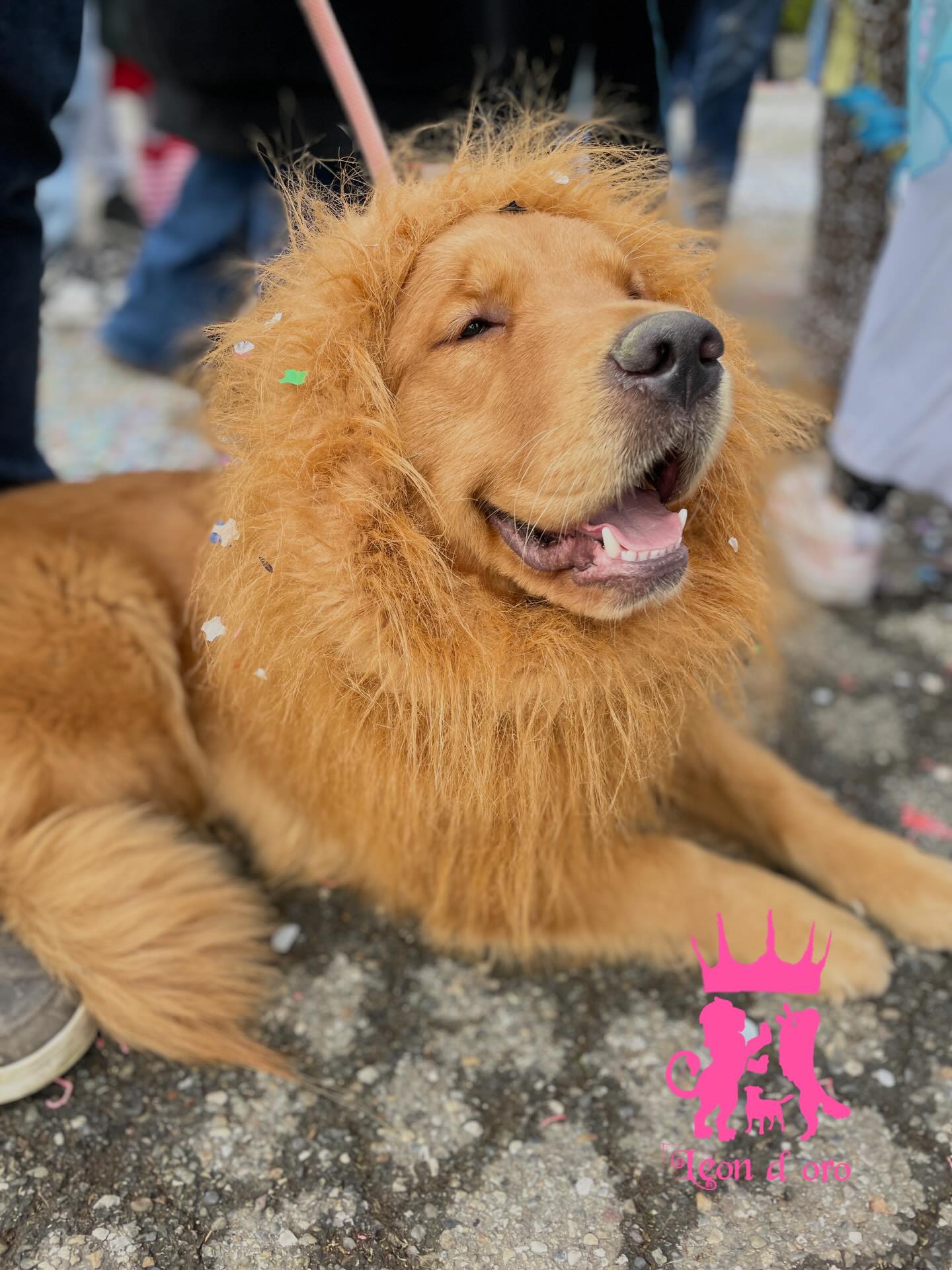 E voi il leone ce l’avete??? 😜🦁🐶❤️ #leondorofamily #cuccioligoldenretriever #allevamentogoldenretriever