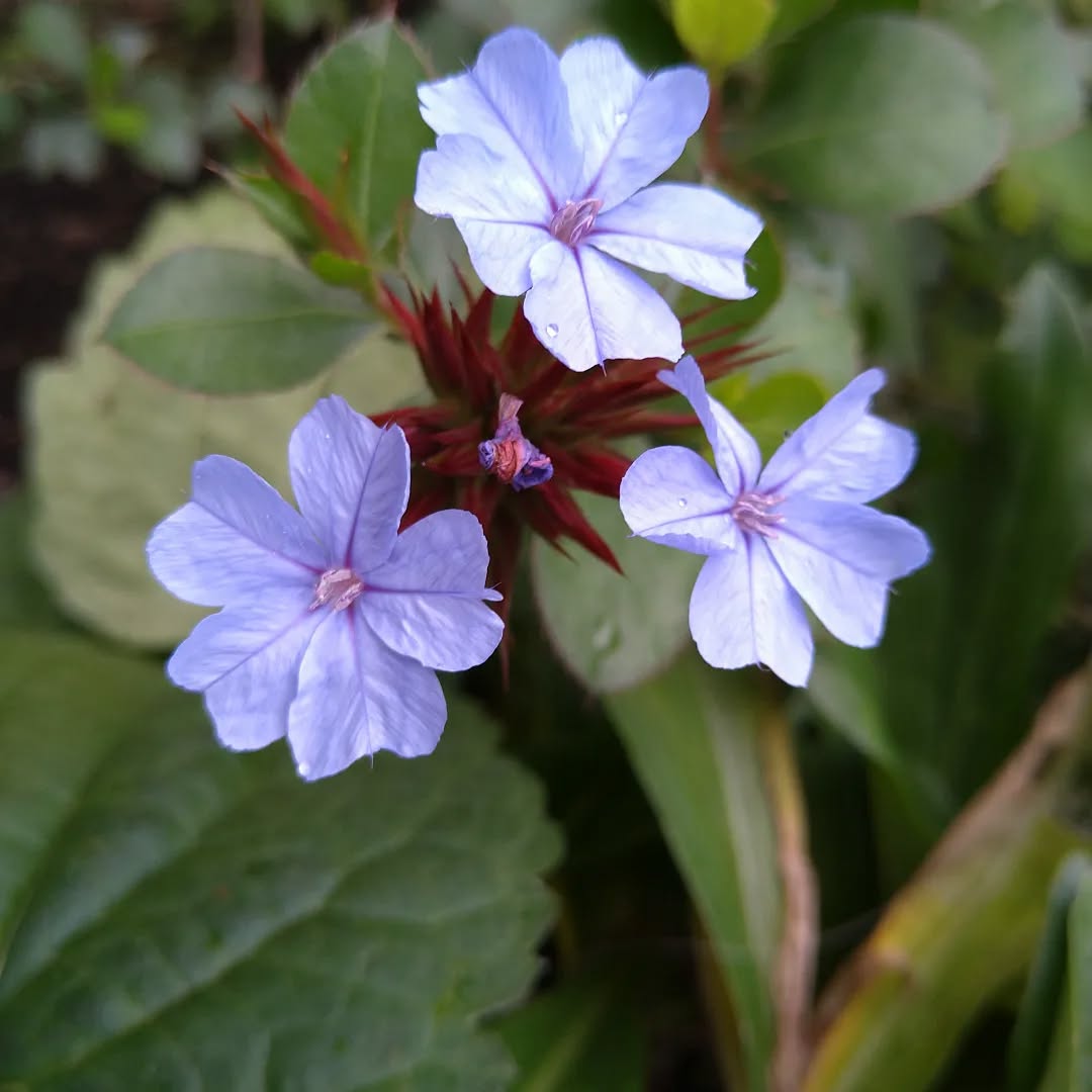 tyncellarcommunityhall #selfcateringcottage #selfcatering #holiday #cottages #margam #porthcawl #bedandbreakfast #inittogether #barnconversion #tyncellarfarm #thebarnbedandbreakfast #inittogetherfestival #farm #farmlife #visitwales #walesadventure #wales❤️#nature #september #wales #flowersofinstagram #purple #forgetmenots