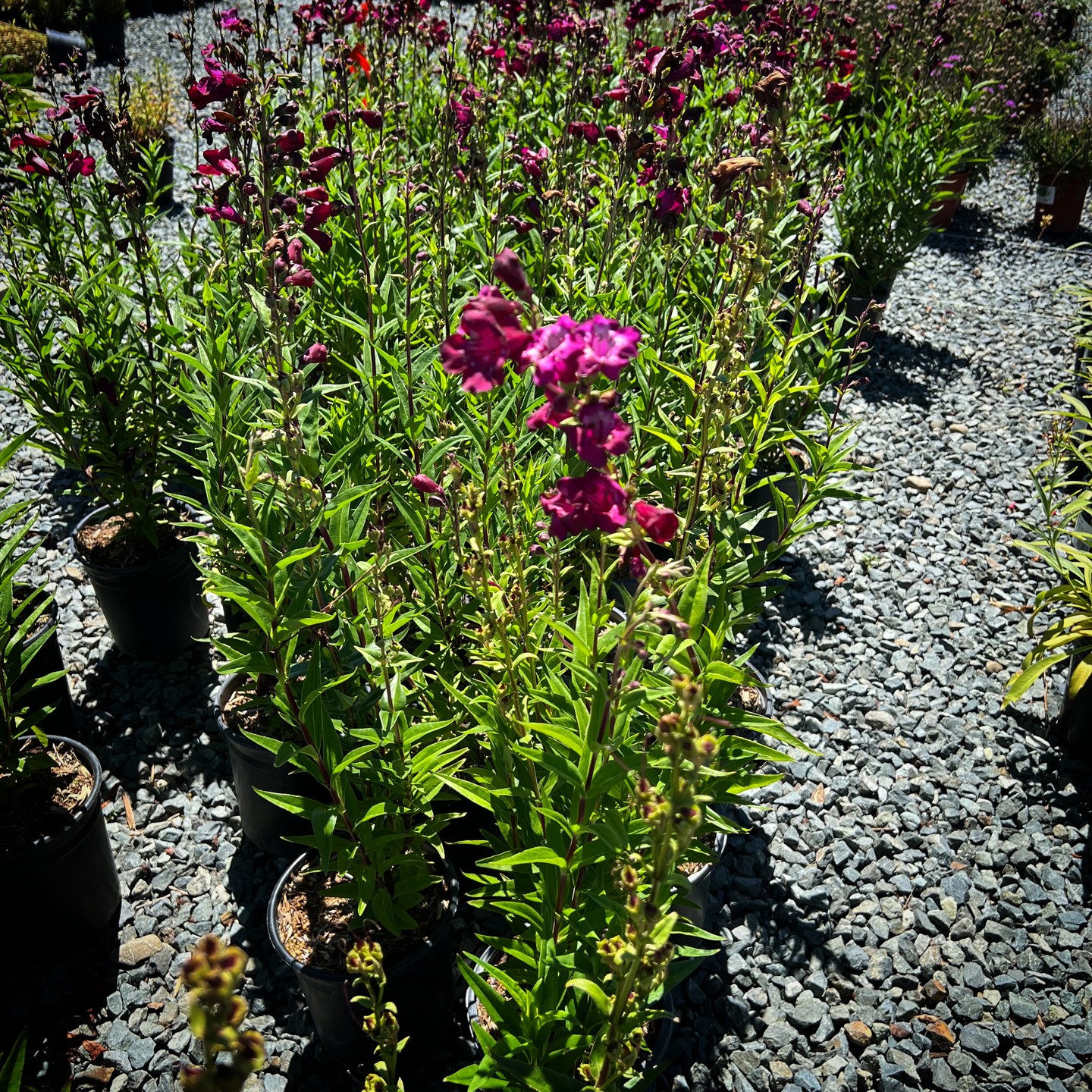 Fell in love with the cabernet-colored Sour Grapes penstemon at Devil Mountain Nursery!
