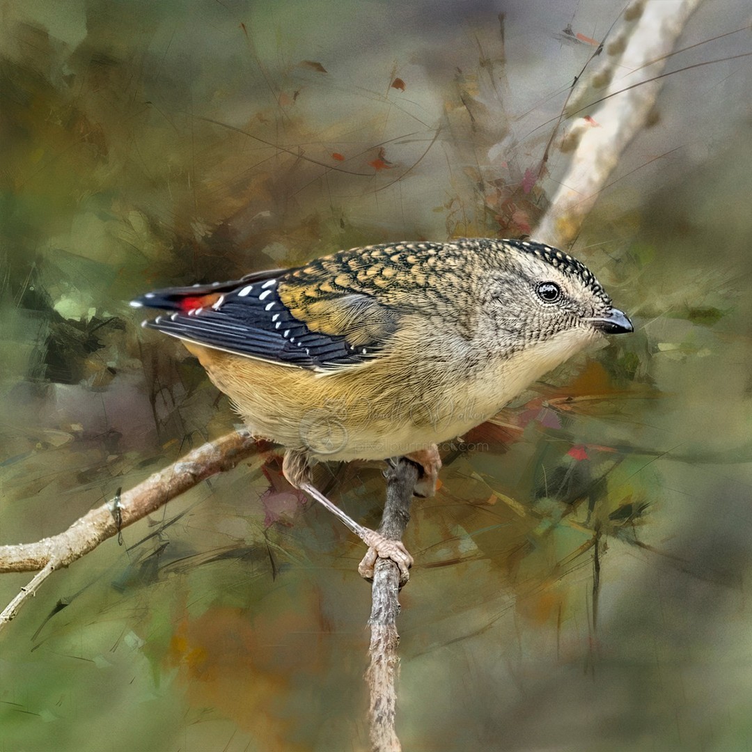 
“People who wonder if the glass is half empty or full miss the point. The glass is refillable.”
.
.
.
.
.
.
.
.
.
.
.
#pixelpurrrfectphotography #exquisitepics20_australia #rebel_artandedits #mcl_arts #illustrious_art #artistry_flair #super_photoeditz #edit_lovers_united #wildlife_artistry #birdsofaustralia #Creative_AnimalArt #bpa_arts #photo_creation_silver #rebels_nature #rebels_united #explore_wildlife #wonderland_arts #art_andfact #galleria_of_grace #illustrious_magic #dreamland_arts_of_nature #rawedit_ #exquisitepics20_animals #australianbirds #wildlife_artists #everything_animals #nature_perfection #everything_imaginable #gf_edits #pictasart