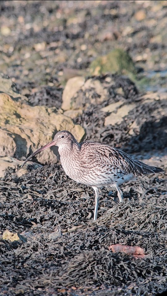Curlew with a little crab snack!
These birds are so elegant! Absolutely joyful to be sat watching it foraging, that impossibly lomg beak, probing deep under the seaweed and rocks to rustle up tasty morsals like the crab this lad found.
Unfortunately, these birds are in sharp decline as a breeding species. Even in their strongholds, they aren't fairing much better. Habitat loss and changes to agriculture are pushing these enigmatic waders to the brink.
If you want to help, support @curlewaction and the amazing work @marycolwell1 and the team do.
#naturegram #bekindwatchbirds #waderweekend #noticeNature #speciesindecline
