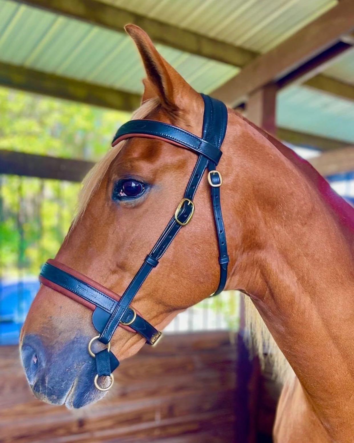 Super model👏 wearing a black and conker double bridle with brass buckles and rings!
#transcendbitlessbridle #doublebitlessbridle #simplesidecue #bitless #freedom #connection #superiorquality #englishleather #equine #horse #pony #bespoke #naturalhorsemanship #equestrian #baroque #horseaddict #equality #tack #biothane #photography #glowup #natural #horsesofinstagram #showjumping #dressage