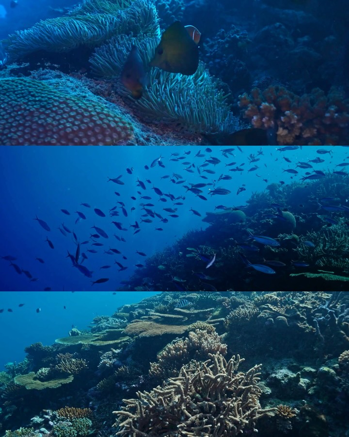 Fiji's reefs, undisturbed.
📸 @jolyoncollier1