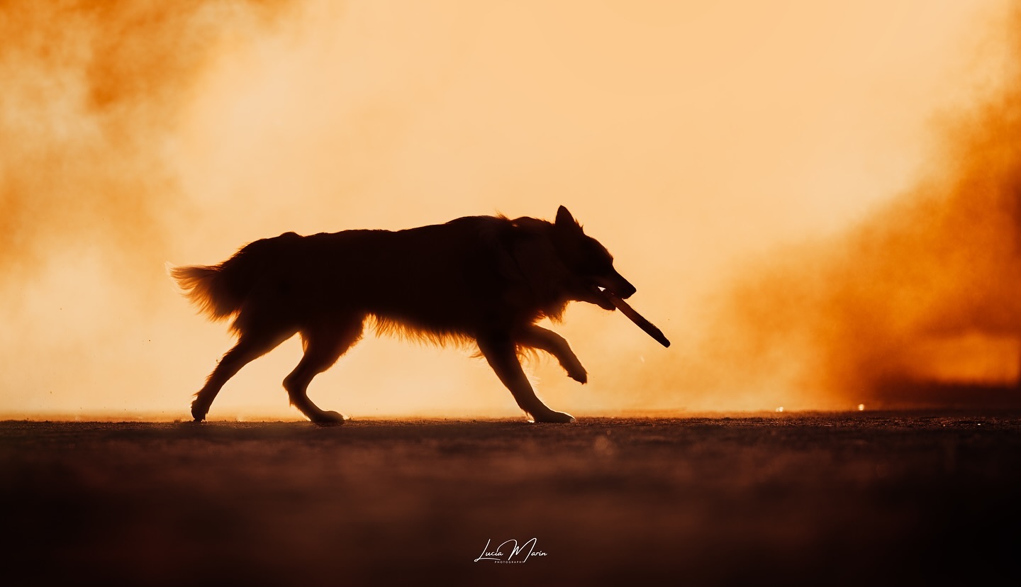 🔥Orange Fog🔥
No tengo mucho que comentar a esta foto salvo que menuda salvajada de momento, de perro y de luz🌅
#bordercollie #bordercolliesofinstagram #bordercollieespaña #bordercolliespain #bordercolliedog #bordercollielovers #bordercollieworld #bordercollieoftheday #dogphotography #dogphotographycontests #dogphotographer #fotografiacanina #fotografiadeperros #fotografodeperros