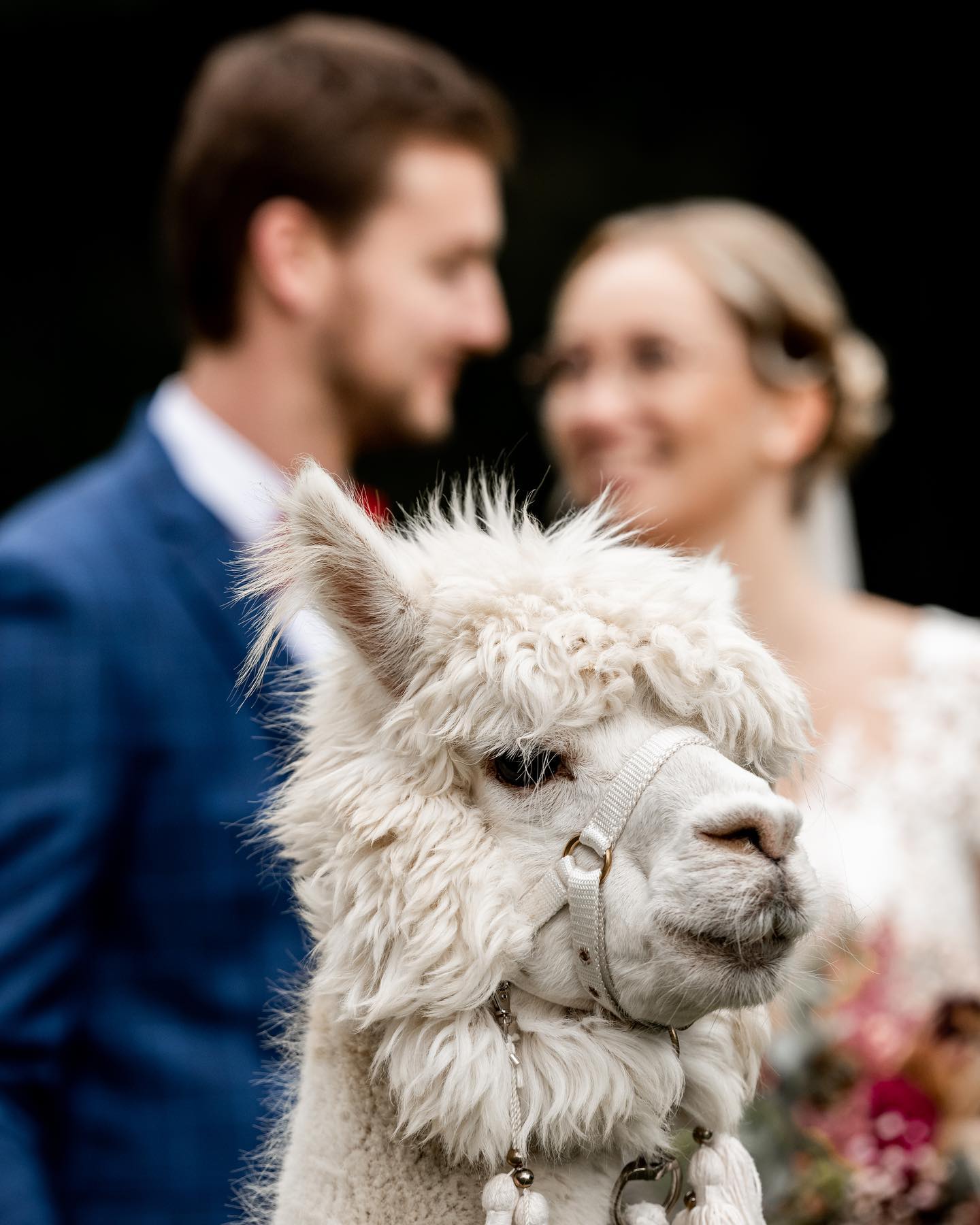 Wir wünschen euch frohe Weihnachten und ein paar tolle Tage mit euren Liebsten🎄 www.Lichtgestalt-schreer.de #Hochzeitsfotograf #wedding #hochzeitsfotografie #weddingphotographer #weddingphotography #Hochzeit #Hochzeitsportraits #hochzeitsshooting #hochzeitmelle #weddingdress #Osnabrück #Hochzeitstag #Reportage #hochzeitosnabrück #bestwedding #Braut ##loveandwildhearts #belovedstories #belovedweddingstories #heyheyhellomay #realwedding #elopementlove #weddingday @miri_mara