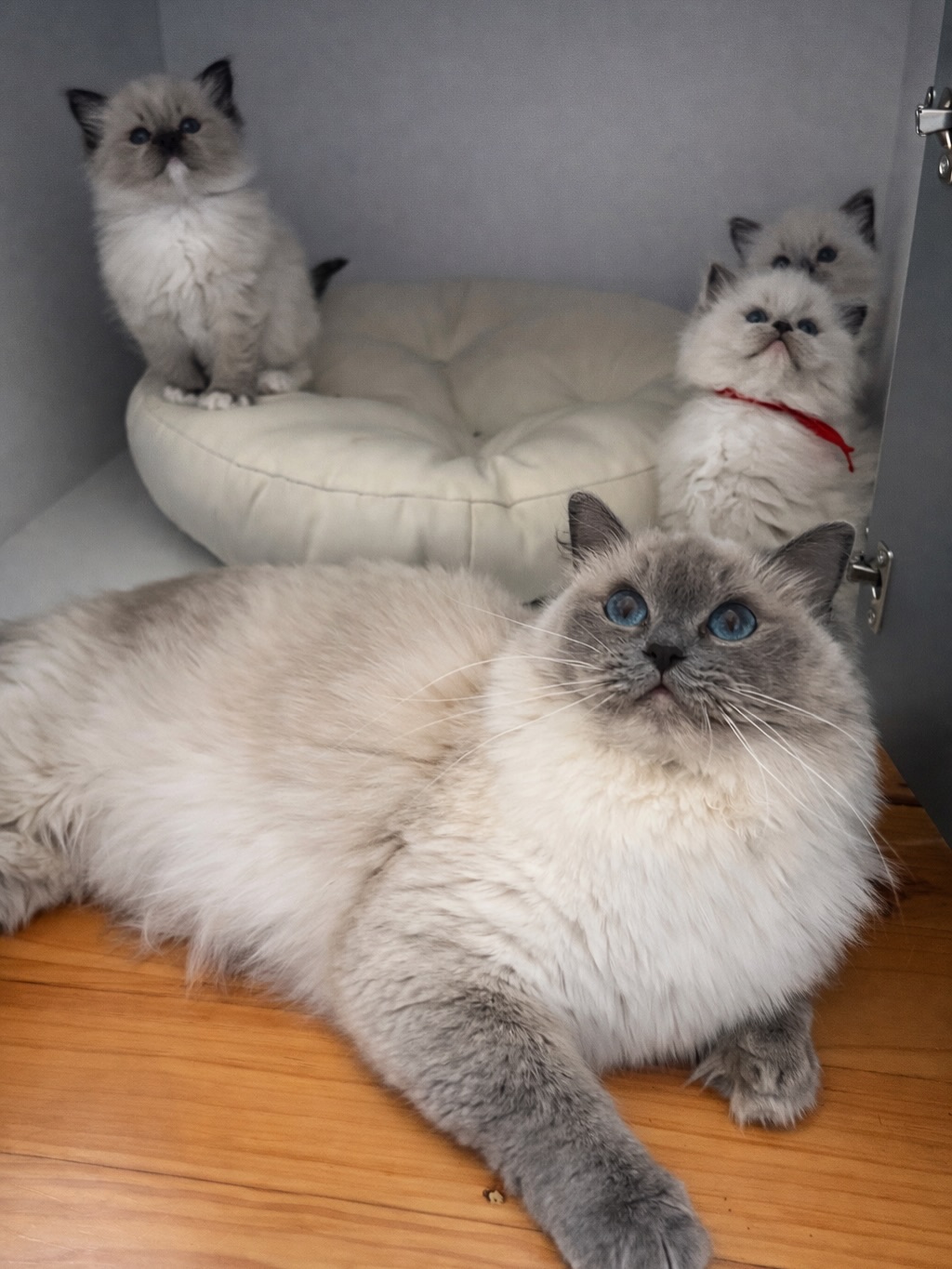 Little photo update on Lani and some of her kittens 🩷
Lani’s 5 little cuties are now 6 weeks old 🥰