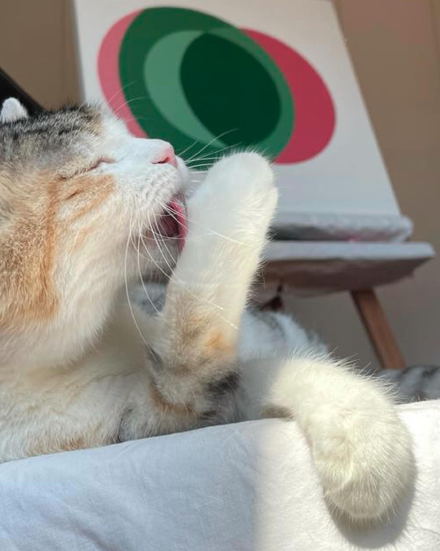 In un tempo sospeso, l’unica cosa che riesco a fare oggi è pensare a tutta la grazia, alla fragilità e alla delicatezza che ha portato Stella nella nostra vita.
E alla sorpresa di averci fatto capire che l’arte non appartiene solo all’essere umano. Le sue composizioni ci meravigliavano al risveglio, attenti a dove mettere i piedi per non rovinarle calpestandole. Composizioni cromatiche e geometriche, precisissime, che realizzava alle prime luci dell’alba portando e disponendo a terra, sulla geometria dei tappeti, le mollette che sceglieva dal cesto che le conteneva tutte, nei diversi colori. La sua sensibilità estetica e la sua scelta erano ben consapevoli. Mi spiace non averne fotografate di più!
Sono grata di avere condiviso più di 19 anni della mia vita con lei, così come prima con gli altri che l’hanno preceduta, Kirsch, Bianchino, Brancaleone, Principessa, Luna, Flounder, Belva/Perla, Kama, e con chi ci sta ancora vicino, Spacey, BasBas e Mirto.
Grazie a loro non c’è mai stato un solo giorno della mia vita senza un affetto così sincero, privo di filtri, come solo loro sanno trasmettere. Un privilegio grande!