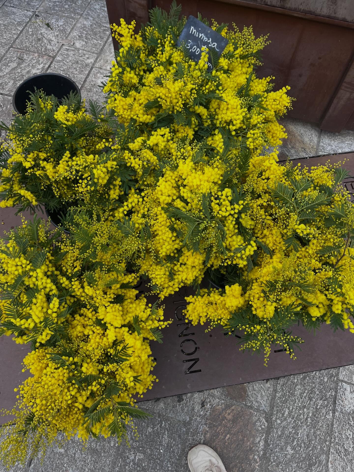 Skipping out on the depths of Canadian winter feels a bit like cheating. And. There is certainly something very special about being in a place where, in winter, the mimosa blooms ✨ ok I’ve hit my 2-post quota for 2026. Only up from here.