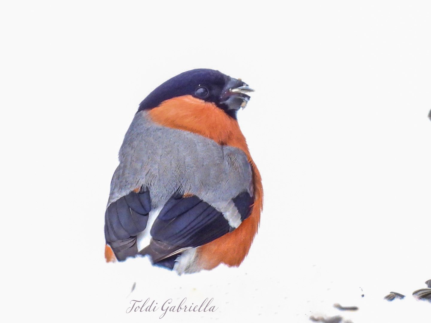 📷 Gabriella Toldi @toldi.gabriella