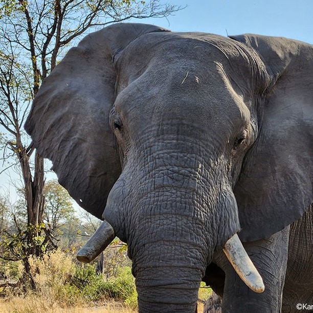 I never used a travel advisor's services until I went to Africa a couple years ago. Let me tell you, it was SO worth it! It would have taken me hours to figure out what to do and book everything. My advisor had excellent advice and it was one of the best vacations I've ever had in my life!
On my Talefeathers blog I give you 7 reasons why you should use a travel advisor. Time and stress saving is #4. It really did make the journey more enjoyable.
I can save you time and stress, too! Check out my website, subscribe to my blog, and contact me to book your next dream vacation!
#traveladvisor #travelagent #travelagency #DreamBigTellTheTale #adventuretravel #africansafari #safari #africanelephant #elephant #africa #botswana #traveladvisorsrock🤩
Photo ©Karen Cristello