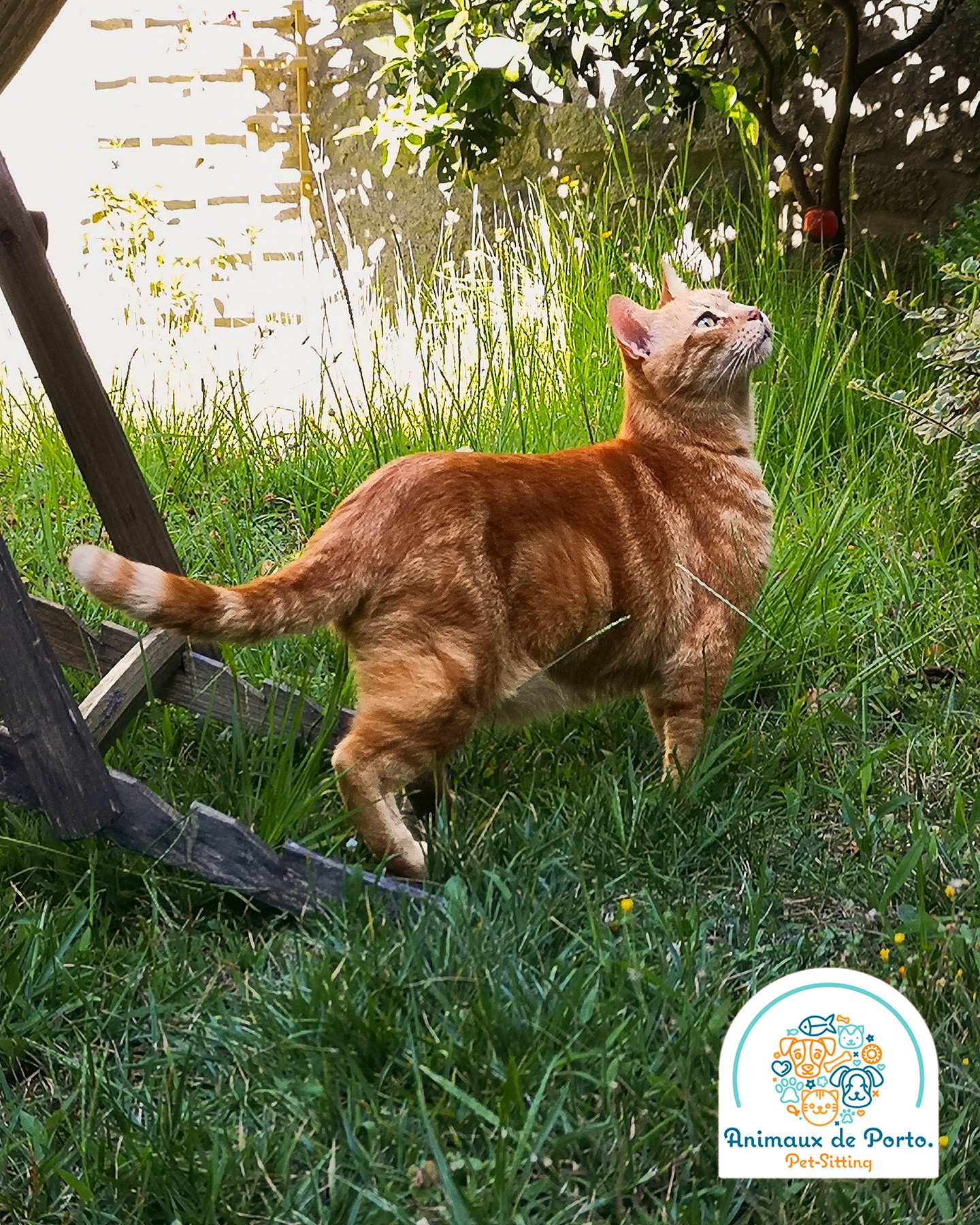 O menino Francisco a preparar a aventura do dia ou serรก que vai para uma festa? ๐๐ป
Francisco is preparing the day's adventure or is he going to a party? ๐๐ป
#petsitting #petsittingporto #catsofinstagram #animalsofinstagram #catlovers #cats #porto #animallovers