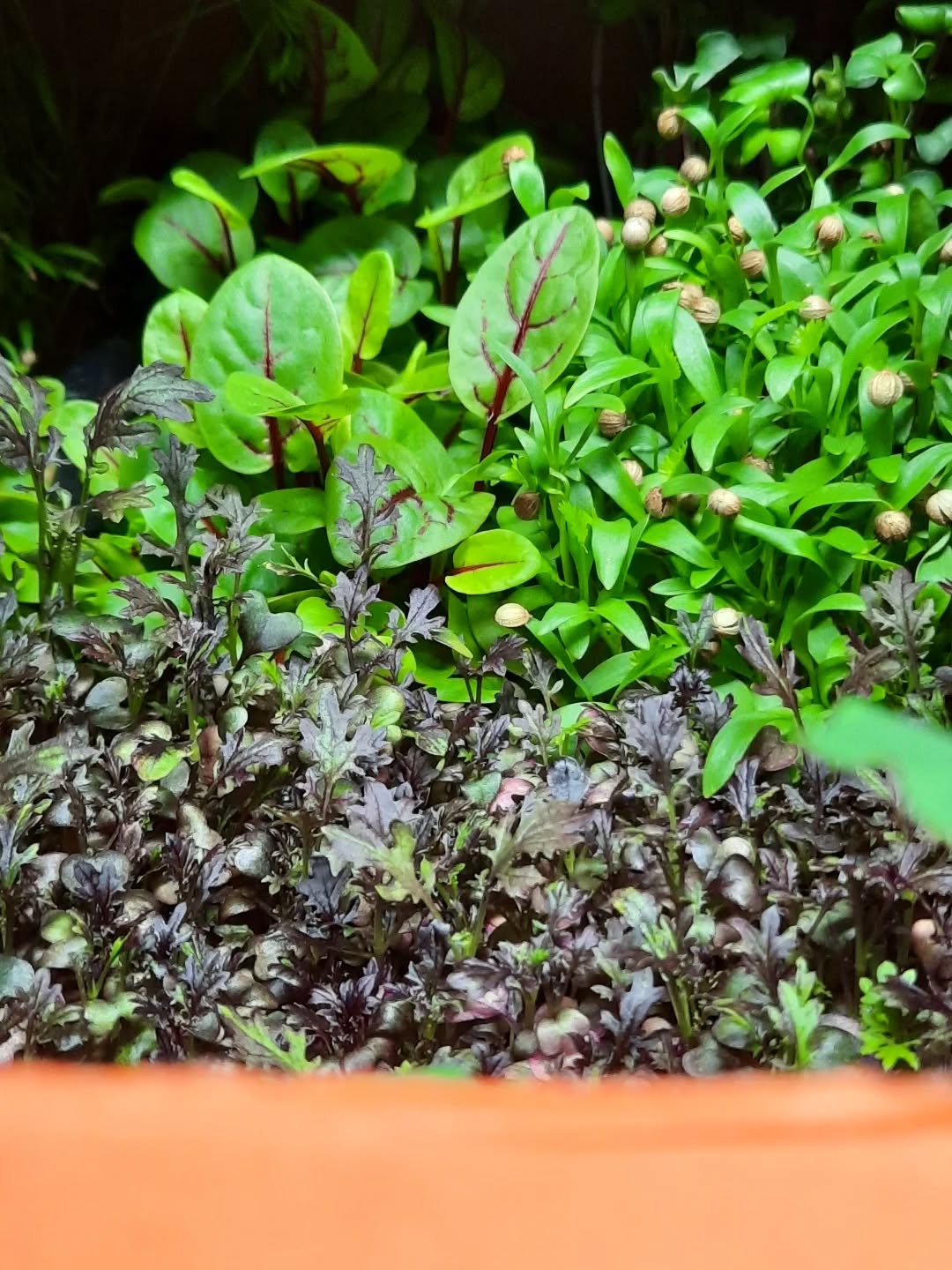 Your best choice in microgreens 🌱
Dirt Free Microgreens 🌱
Athens Gourmet Leaves 🇬🇷 Greek Microgreens 🇬🇷 Packed and delivered as fresh as it gets all over Greece🌱
Eat your greens 🌱
#supportlocal
#athensgourmetleaves #microgreensgreece #microgreens #gourmetcooking mediterraneancuisine greekrestaurants athensrestaurants greekchefs dirtfreemicrogreens gourmetcooking gourmet eatyourgreens microgreen artdelatable🍽 urbanfarming greekmicrogreens
verticalfarming madeingreece producedingreece chefstalk gastrobar culinaryarts culinary garnish chefsofinstagram cheflife happychef artonplate artonaplate7
Photo credit: Yiannis Giassemis