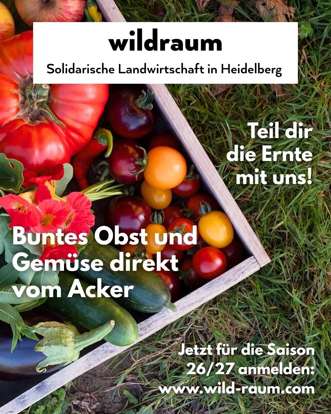 Saison 2026/27: Wir haben noch Ernteanteile frei!🥕🍅🌻
Wir suchen noch Menschen, die bei unserer Solawi (Solidarische Landwirtschaft) mitmachen möchten!💚
•Abholung in Heidelberg Handschuhsheim (im Garten) + Bergheim (im Dezernat 16)
•Zwei Ernteanteilgrößen
•Alles frisch geerntet, saisonal und nachhaltig 🌿
Und schöne Momente zusammen im Garten, z.B. bei Frühlings- oder Herbstfest.
Meldet euch über unsere Webseite an: www.wild-raum.com
Erzählt euren Mitmenschen von uns und teilt viel und gerne den Beitrag!
Danke danke! 🥰
Elise und Freya