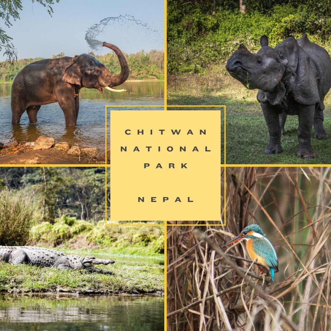 Happy World Wildlife Day! One of my most memorable wildlife experiences was coming face-to-face with a momma rhino and her baby, only about 25 feet away — yikes! My mind raced — Why did I sign up for a walking tour in the jungle?! Where's the nearest tree I can climb?! Six-year-old girl, be quiet; you're scaring these gigantic, dangerous, wild, horned animals!! Well, after 64 stitches...
Nah, just kidding! All ended well. That was in Nepal's Chitwan National Park, 1993. Since then, they've upped their eco-tourism game. A safari (Jeep, walking, or boating) in Chitwan is a riveting add-on to Kathmandu, rafting, trekking and more.
Contact me for more info! Link in bio.