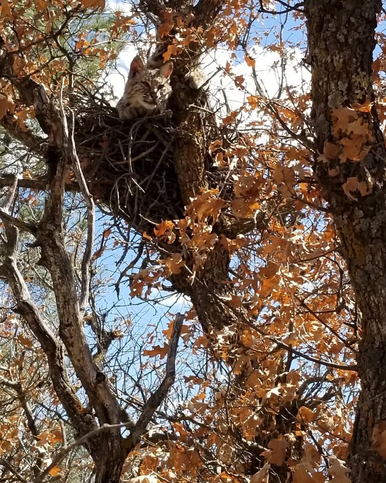 The bobcats are loving their new enclosure, especially the trees! #rmwpark #bobcats #treeclimbing