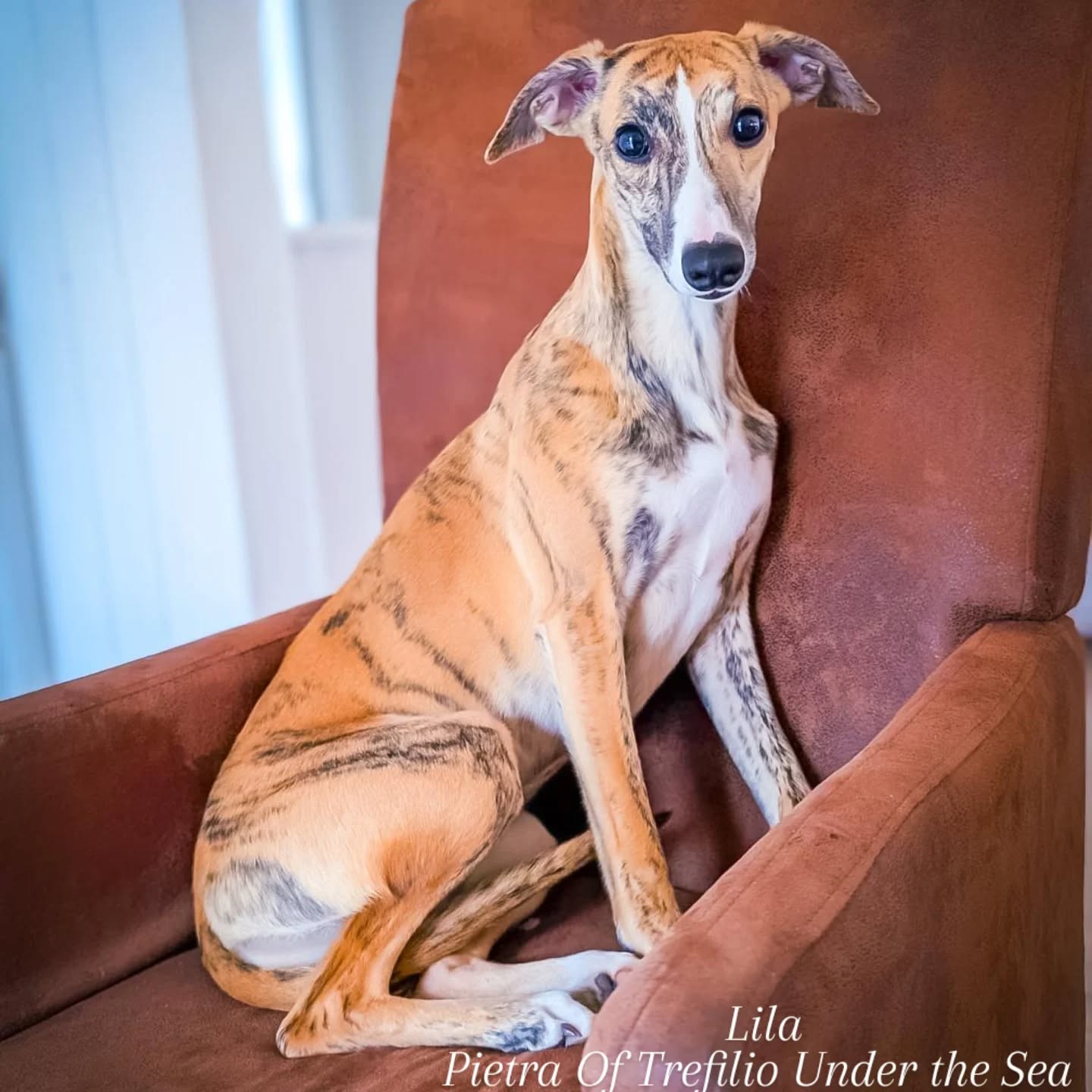 Lila
Pietra Of Trefilio Under the Sea
https://whippet.breedarchive.com/animal/view/pietra-of-trefilio-under-the-sea-934fab54-7fcc-4ce9-b351-6ac3e078903b