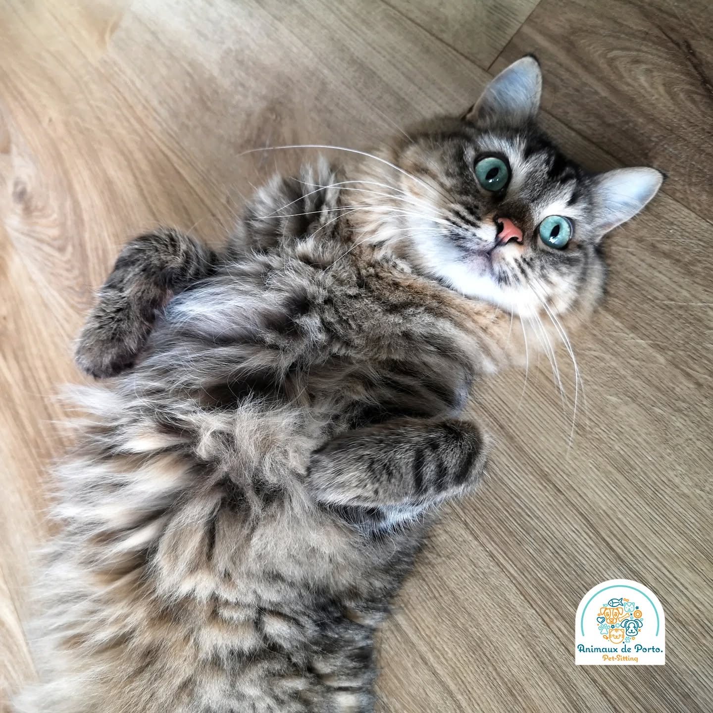 Muffin ๐ป
#petsitting #petsittingporto #cats#dogs #petlovers #animalsofinstagram #catsitting #petsitter #porto