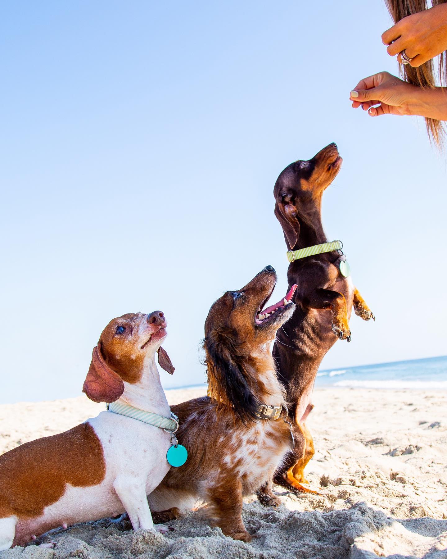 Hey furry customers, we know right now things are weird. All of a sudden you're not just a beloved family member and pet to your BFF. You are also their coworker?! We just want you to know that we love doing photo sessions with you and all the other doggos who make their owners' lives so much better by just being there! Thank you for always being so excited to see us on the beach 😍
#12thstreetportraits #obxphotographer