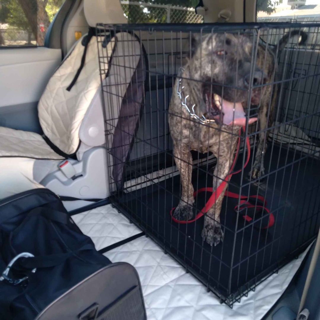 😍 So many large dogs lately! I love it!! I got another mastiff and his lil yorkie brother in his own carrier! The owners just needed a larger car with a cage to contain all this love during transportation lol 🐕
----------------------------
🚕 Paws On The Go Pet Taxi
#petmemes #petowner #catmemes #funnymemes #pettaxi #palmdaleca #lancasterca #santaclaritaca #antelopevalley #dogsofinstagram #petsofinstagram #catsofinstagram #socal #california #vetlife #groomer #vet #vettechlife #petservice #animals #pets #petlovers #pettransportation