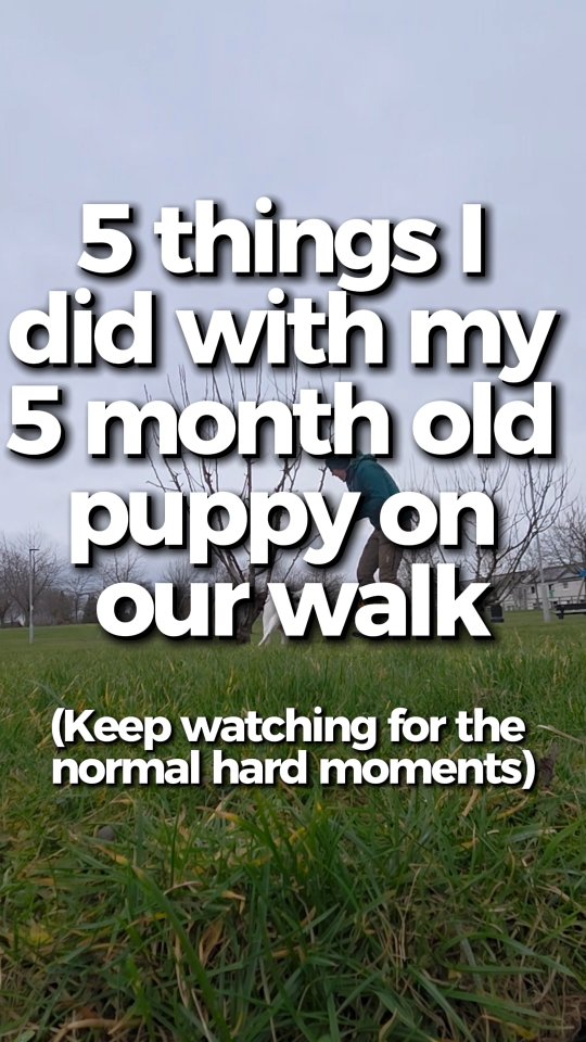 I remember when Nell was 9 weeks old, we put her down for the first time and she was off. Miss independent, environmentally focused, already hunting, and didn't understand the value of us humans 😆🫣. And i said to my wife, oh shit, this is gonna be fun 😂
We have put in alot of time and management alongside a huge amount of relationship building so far. I'm not going to lie its been tiring, and its very far from over considering we haven't even hit adolescence yet. But my god so far its been worth every single second of energy (and some tears).
Loving this journey, but I would love it even more if you decided you liked sleep again Nell 😘🤣
#puppytraining #springerspaniel #spanielpuppy #bemorespaniel #spanielsofinstagram