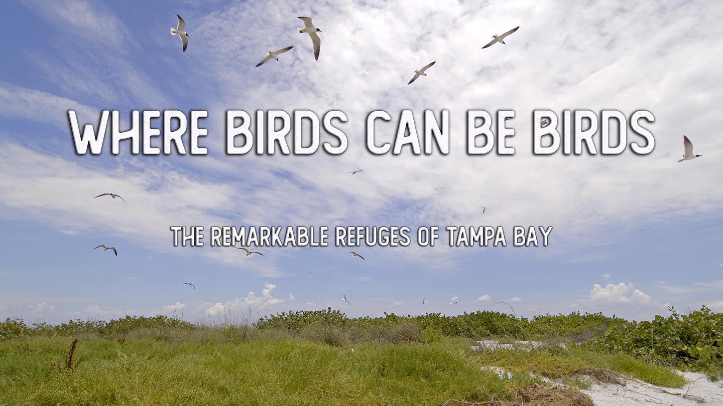 Our new film ‘Where Birds Can Be Birds’ created in collaboration with the extraordinary Friends of the Tampa Bay National Wildlife Refuges is available to watch online. Link below!
In the shadow of metropolitan Tampa-St Petersburg, Egmont Key, Passage Key, and Pinellas Refuges dazzle us with white sandy beaches, spectacular nesting birds, and a historic coastal fort.
Each refuge serves as critical wildlife habitat and a time capsule for the story of Florida.
These emerald islands were protected by dedicated conservationists whose work is carried on by professionals and volunteers.
Join the Friends of the Tampa Bay National Wildlife Refuges and Into Nature Films for a journey into these ever-changing islands where birds can be birds. @otthouseaudio @kimheiseart
https://youtu.be/Cp_l_-ld-m8