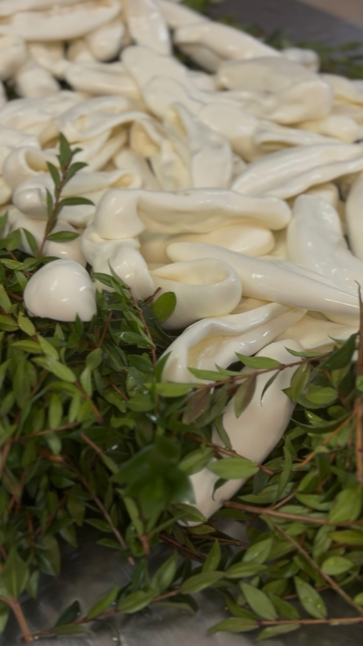 “CRAZY FOR MORTELLA!”
I have had the overwhelming pleasure of spending the past week in Italy learning EVERYTHING there is to know about Mozzarella, Burrata and other pasta filata cheeses.
In the excellent company of @hetkaasatelier and @laurentdubois_fromager_paris and hosted by the inimitable @italian.food.hunters we visited many cheesemakers and tasted cheeses from over a dozen makers throughout Campania and Puglia.
In this video you can see some highlights from our visit to @tenutachirico in the heart of the National Park of Cilento and Vallo di Diano in Salerno.
We arrived bright and early to see their cheese production and to visit their own herd of buffalo. They (the cheesemakers, not the buffalo) were making Mozzarella di Bufala, Stracciatella, an olive oil filled Mozzarella and a new one for me - “Mortella”. Not Mortadella.
Mortella is the leafy number you can see - mozzarella, flattened and formed into a boat shape, collected together and traditionally completely wrapped in Myrtle branches.
As this was made on the same day it was given to us, we had to keep it intact for as long as possible for the myrtle flavour to infuse… which is why we are shown eating it on a park bench 😂
The result - a fragrant, aromatic, fruity addition to the milky, rich mozzarella.
Over the coming days and weeks I will show you more insights into the trip - explaining the regional differences in pasta filata styles and more.
Keep sending me your questions and I will try to answer them all!
.
.
.
#cheese #mozzarelladibufala #pastafilata #mortella