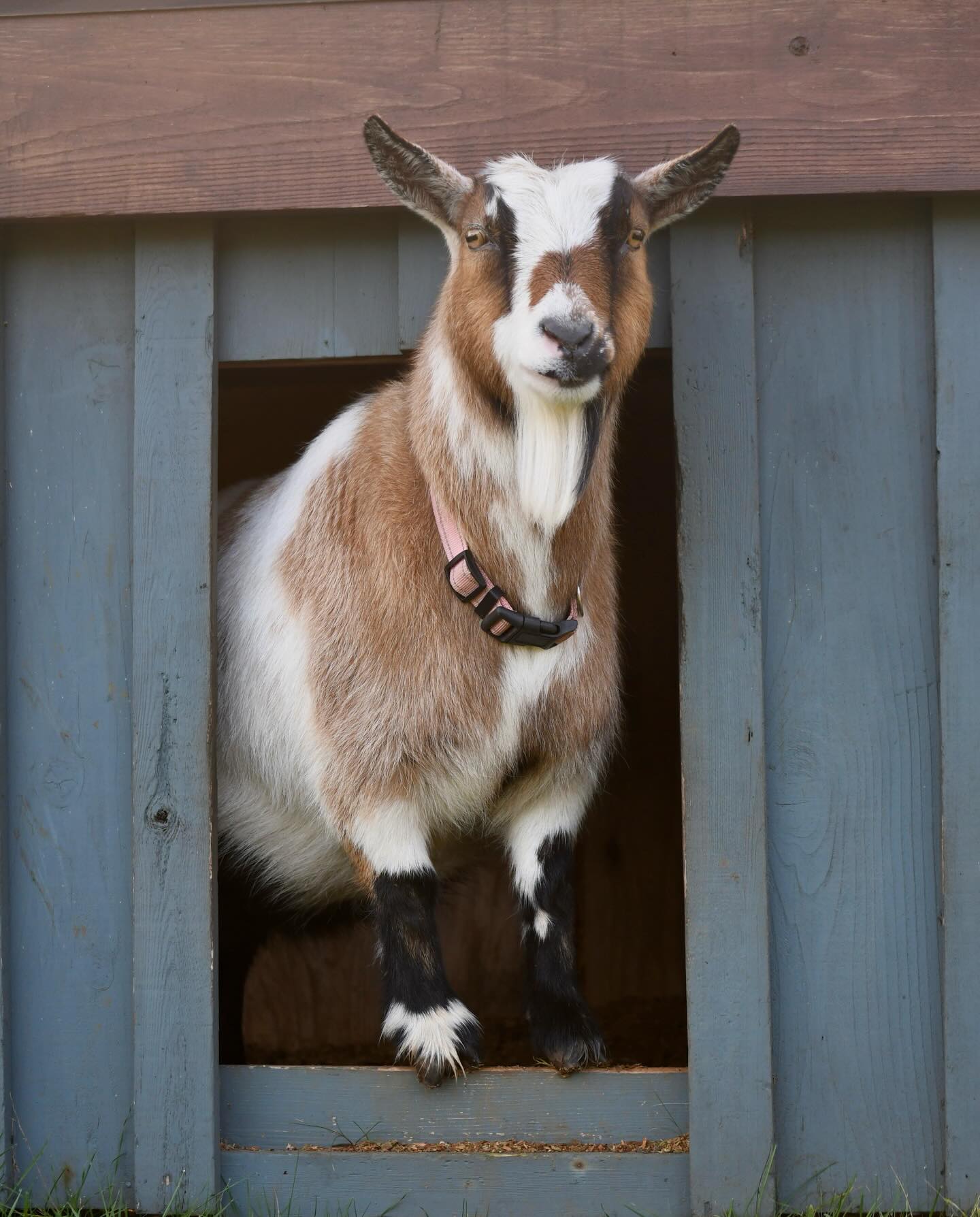 Razzles, what a cutie she is
Hoping she took to her breeding with Hanson Hideaway Graham Cracker *B 🤞. Can’t wait for summer kids!
To put a reservation on this pairing go check out our website at www.rockin-j-farm.com
#adga #dairygoats #farmlife #homestead #nigeriandwarfgoats