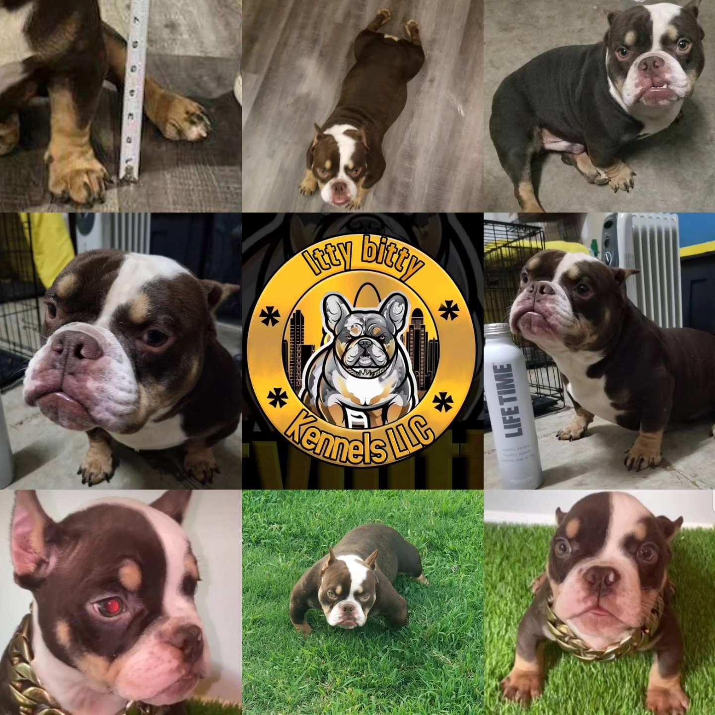 FAT DADDY open for stud services
Tap in📲