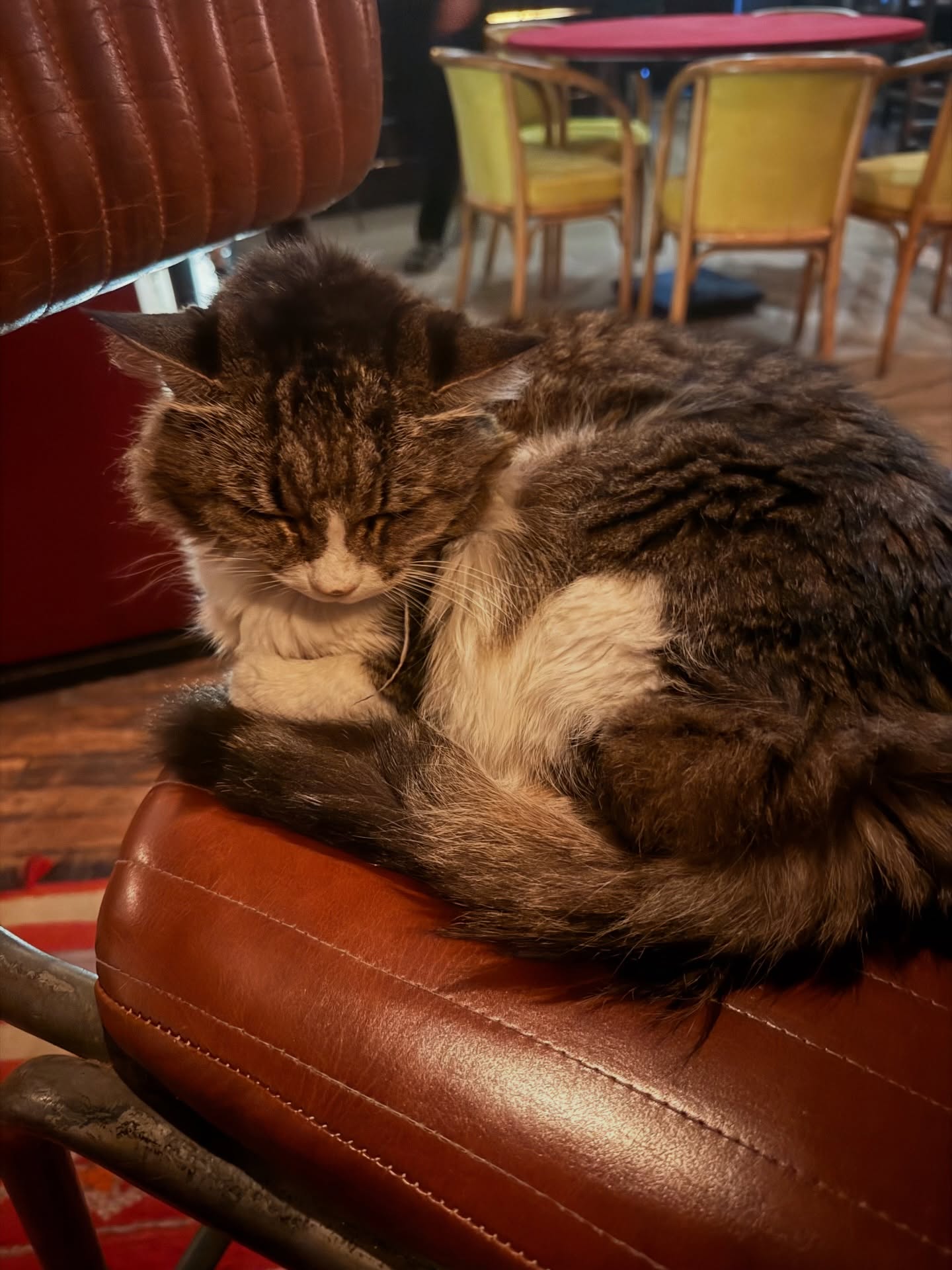 Palette s’ennuie la journée sans vous, elle a hâte de vous retrouver ce soir ! 😻
#restaurantmarrakech #marrakeshrestaurant #cat #ambiance #diner