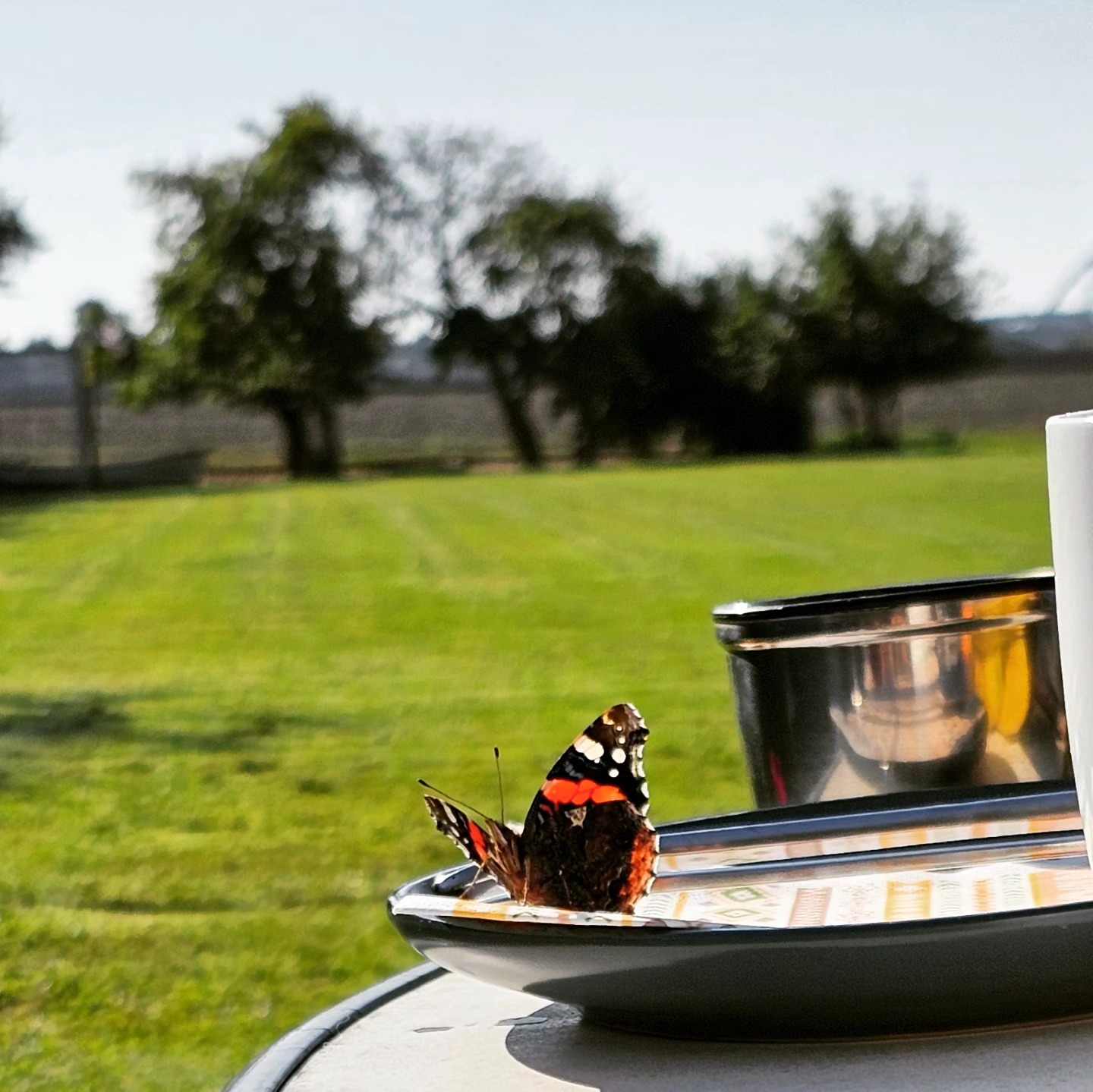 Frühstücksbesuch im Haus im Felde.
Little visitor for breakfirst.
#hausimfelde
#Fehmarn
#ferienwohnung
#ferienappartements
#albertsdorf
#fruestueckimgarten
#sonneninselfehmsrn
#windsurfing
#Schmetterling
#kitesurfing
#Radfahren
#ostseeurlaub
#Urlaubammeer
#holidayappartement
#holidayattheocean
#islandinthesun