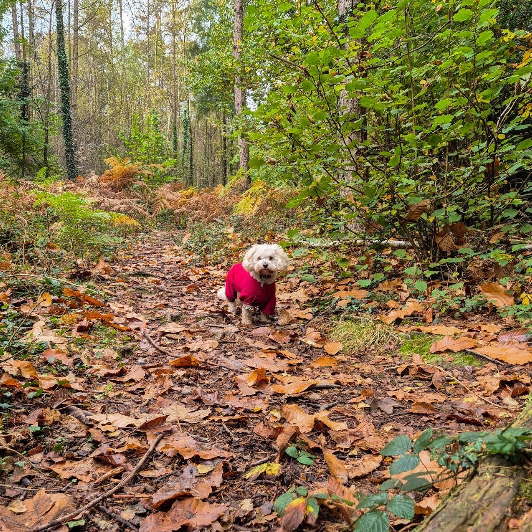 I'm forever grateful for Daisy's little coat π This little cutie is such a mud magnet but at least with her coat on, the mud is (mostly) contained to her paws!
#wilddays #cockapoo #walkies #mudmagnet