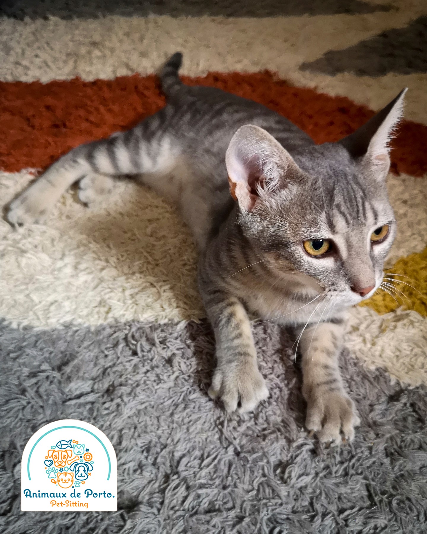 Uma bolinha de pelo com 4 meses! O Totoro ๐ป Quem quer ser vizinho dele?
A 4 month old fur ball! Totoro ๐ป Who wants to be his neighbor?
#petsitting #petsittingporto #dogsofinstagram #petsofinstagram #animalsofinstagram #animallovers #petlovers #dogs #porto