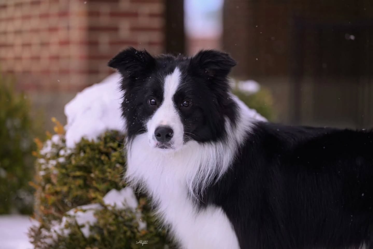✨️Mykonos✨️
Unleashed Borders Call me Candyman
(Sega x Dante)
Maturing beautifully, 22 months old in the pictures
Co-owned with Kayen Barret Greene Skyline Border Collies AKC @teamsmoothcoat
Living in the USA 🇺🇸
(Exported from Cyprus 🇨🇾)
Receiving pictures from your dear friend from the other side of the planet definitely makes your day 😁💓 Waking up to this makes it the best timezone timing 😆🥰🥰