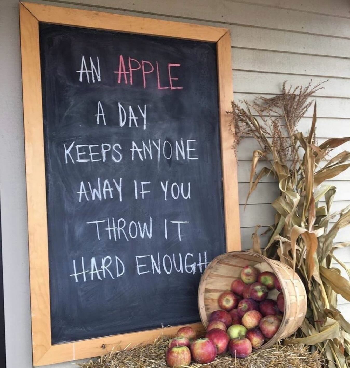 ‘The phrase ‘an apple a day keeps the doctors away’ is said to date only from 1913, but seems to have been derived from a proverb couplet recorded in 1860s Pembrokeshire, Wales:
Eat an apple on going to bed
And you’ll keep the doctor frost earning his bread.
Fresh apples, though varying from cultivar to cultivar, are a source of vitamin C, potassium salts, carotenoids and dietary fibre (Mc Whirter & Clasen
1996). The dessert apple Ribston Pippin’ contains 30 mg of vitamin C for every 100 g of flesh, and some of the cooking apples, particularly triploids such as Bramley’s Seedling’, come close to that figure. Although understood in an empirical way for at least 400 years, when the antiscorbutic factor and the chemical nature of vitamin C became scientific knowledge (Hall & Crane 1933), tables of relative nutritional values were published, often in a laudable bid to increase consumption.
Apples are also particularly rich in a class of compounds termed flavonoids. The chief effect of these compounds on human health may be to counter the disease-triggering enities called free radicals. These are destructive molecules that may be initiating factors in conditions that give rise to chronic conditions such as heart disease, cancer, diabetes and asthma. Apples appear to be significant in radical-quenching compounds. Specific flavonoids in apples are catechin and quercetin, both of which appear to be potent in reducing radicals.
The anti-oxidants are highest in red-fruited cultivars such as Redlove’, which was developed in Switzerland.
Apple pectin and polyphenols are known to improve lipid metabolism and to reduce the production of pro-inflammatory molecules. Eating apples, and other ‘white fruits’, is associated with reduced risk of stroke.’
From: The Extraordinary Story Of The Apple, by Juniper and Mabberley