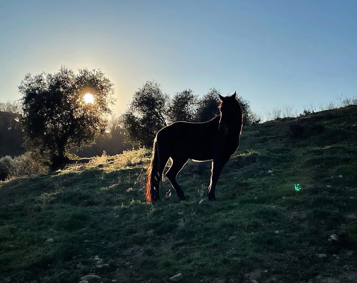Quando la luce sfiora le colline.
Un momento tutto per sé.
Presenza, attenzione, spazio proprio.
Nessuna fretta, nessuna richiesta.
Un cavallo che resta fermo
perché è tranquillo,
non perché viene trattenuto.
È così che emerge l’individuo:
calma, autoregolazione, equilibrio.
Così iniziano le nostre giornate,
nel rispetto del cavallo
e dei suoi bisogni naturali.
Wenn das Licht die Hügel berührt.
Ein Moment ganz für sich.
Präsenz, Aufmerksamkeit, eigener Raum.
Keine Eile, keine Forderung.
Ein Pferd, das stehen bleibt,
weil es ruhig ist –
nicht, weil es festgehalten wird.
So zeigt sich das Individuum:
Selbstregulation, Ausgeglichenheit, innere Sicherheit.
So beginnen unsere Tage –
im Respekt vor dem Pferd
und seinen natürlichen Bedürfnissen.
#LePuledraieDiSterpeti
#CavalloMaremmano #Maremmano
#Ethologie #maneggio EquitazioneEtologica
Pferdeethologie NaturnahePferdehaltung
Selbstregulation InnereSicherheit
GesundePferde HealthyHorses
HorseCentered RespectTheHorse
Nachhaltigkeit Pferdezucht
Maremma Naturverbunden
NonSoloSole QuietStrength