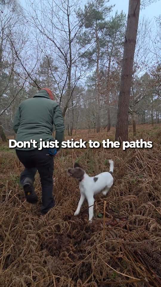 Take advantage of your puppies desire to be close to you because it doesn't last forever.
Make a point of exposing them to the areas they will find by themselves soon enough. I know how much Nell will (and already does) enjoy hunting in the nice thick grass and big ferns. All the critters roaming in those areas. So I'm making a point of walking in these areas instead of being the fun police trying to get her out of there.
#dogtraining #puppytraining #spaniel #springerspanielpuppy #bemorespaniel