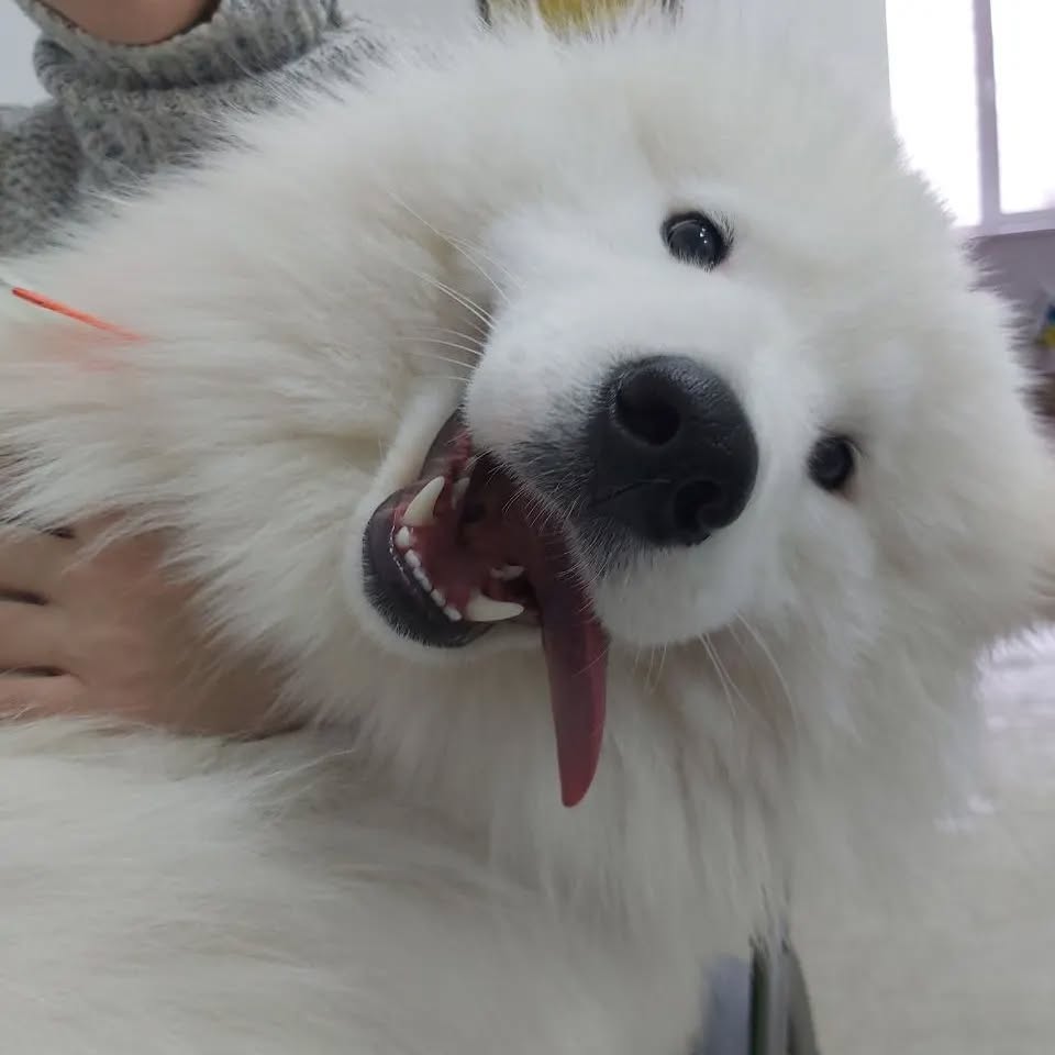 Наш улюблений клієнт Каспер завітав сьогодні знову, як же не поділитись з вами світлиною "дружнього привида"