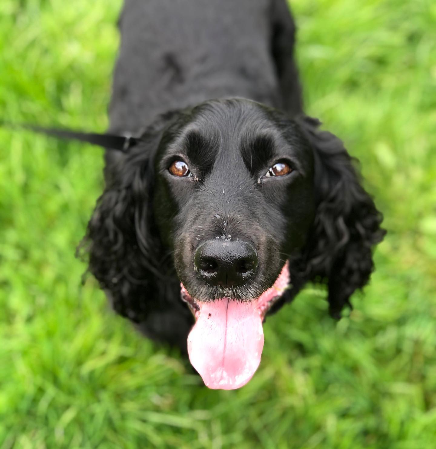 Lovely Murphy from a few weeks ago❤️
#dogwalker #dogsofinstagram #dogstagram #cockerspaniel #spaniellove #pets #petsofinstagram #dogbusiness #petlovers
