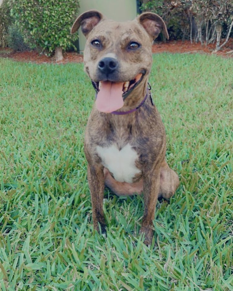 ⭐️ Pet Appreciation Week Feature: Mattie ⭐️
Mattie is an itty bitty pitty that lives in sunny South Florida. Her pawrents show Mattie how much they appreciate her with endless cuddles and playing in the grass. ❤️ #MBPAW