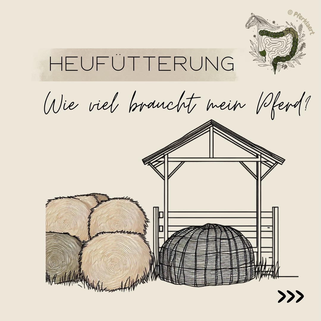 Du kennst sicher die goldene Regel: „1,5 kg Heu pro 100 kg Körpergewicht“. Sie wird in Ställen oft wie ein unumstößliches Gesetz behandelt. Aber hast du dich schon mal gefragt, ob das für dein Pferd wirklich das Optimum ist oder nur das absolute Minimum, um gerade so zu überleben?
🔍 Woher kommt die „1,5-kg-Regel“?
Die Empfehlung ist kein Zufallsprodukt. Sie basiert auf einem breiten Konsens internationaler Forschungsinstitute wie dem National Research Council (NRC) in den USA und der Deutschen Gesellschaft für Ernährungsphysiologie (GfE).
Wissenschaftlich gesehen ist dies ein biologischer Schwellenwert: Er stellt sicher, dass die Darmmotilität (Darmbewegung) aufrechterhalten bleibt und eine schützende Futtermenge im Magen die empfindliche Schleimhaut schützt.
Das historische Minimum: Früher galt teilweise sogar 1,0 % des KG als Untergrenze. Heute wissen wir: Das reicht zwar theoretisch zum Überleben, führt aber fast zwangsläufig zu Magengeschwüren und Verhaltensstörungen.
Das Gesundheits-Minimum: Aktuelle Richtlinien (z. B. Harris et al., 2017) betonen, dass 1,5 kg Trockenmasse (TM) das absolute Minimum sind, um den ethologischen Bedürfnissen des Pferdes gerecht zu werden.
Zu beachten ist dabei das Wort „Trockenmasse“: Da Heu ca. 10–15 % Feuchtigkeit enthält, entsprechen 1,5 kg TM in der Praxis etwa 1,7 bis 1,8 kg Heu vom Ballen.
Der Richtwert für ein gesundes Pferd: In der wissenschaftlichen Literatur wird für die normale Erhaltungsfütterung heute ein Bereich von 2,0 bis 2,5 % des Körpergewichts als ideal angesehen.
⬇️in den Kommentaren geht es weiter⬇️