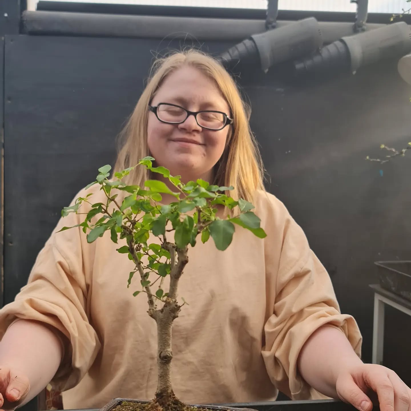 Bonsai Beginners