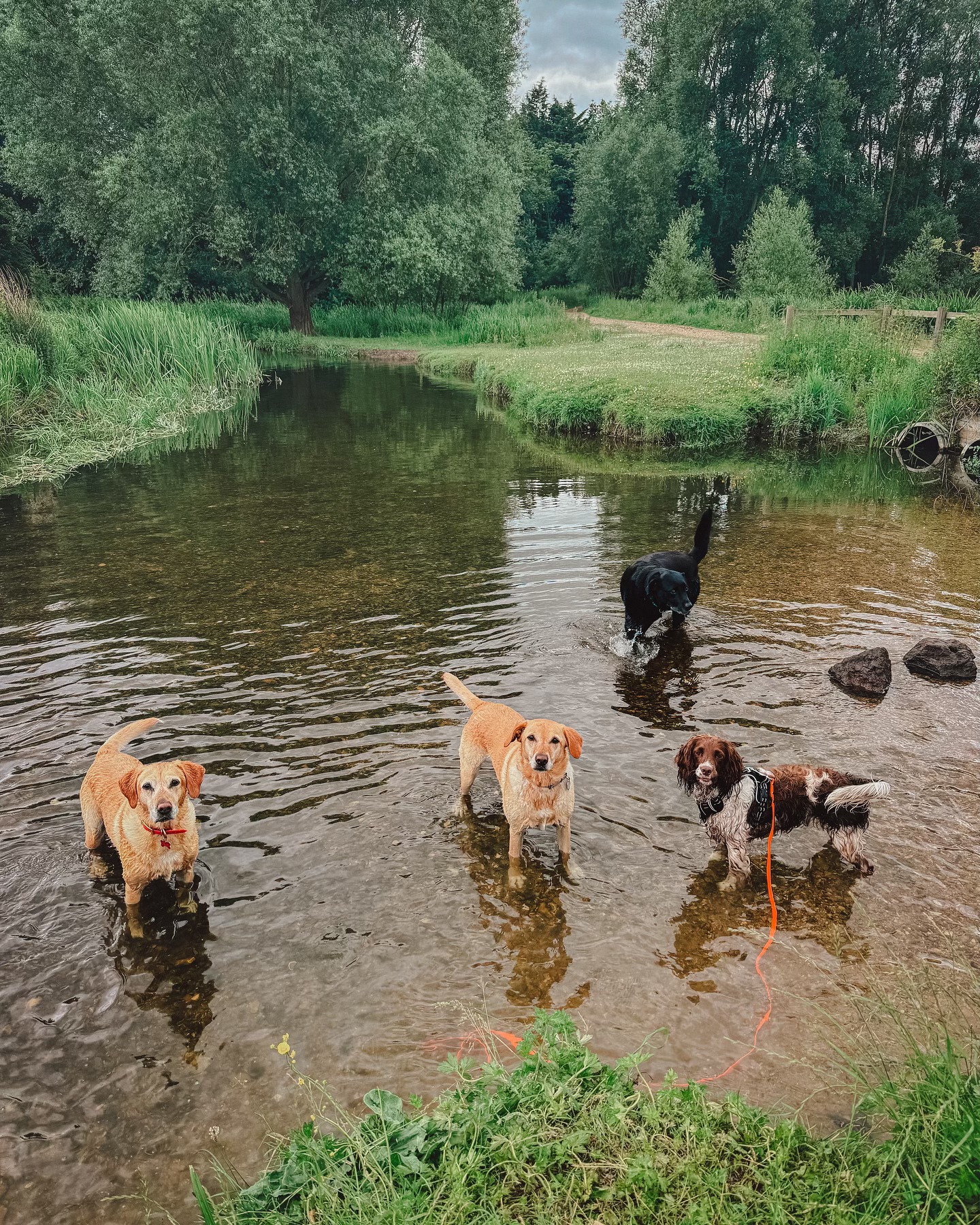 Nothing better than a Friday splash 💦 .
.
.
.
.
#dog_features #dogsofinstaworld #dogs_of_instagram #dogoftheday #dogsofinstagram #dogstagram #doglover #dog #dogs #doggy #doggo #doge #doggies #doggie #cute #dogwalker #dogwalking #norwichdogwalker #dogwalkernorwich #norwich #norfolk #dogpark #graciesdogwalkingservice