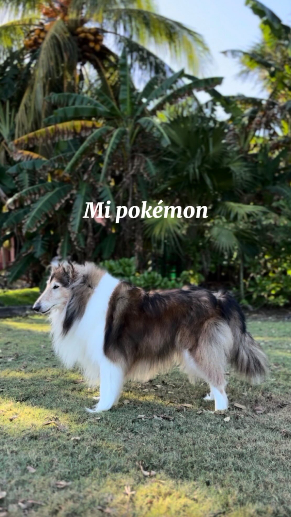 🐾Tengo la creencia de qué la base de la empatía y la compasión es la comprensión, capacidades que podemos desarrollar a cualquier edad.🤍
🐾Que alguien no comprenda nuestra conexión con alguien o con algo no significa que sea menos amoroso o bondadoso. Muchas veces se debe a que simplemente estamos interpretando narrativas de vida distintas. ⭐️
🐾🤍De ahí nace el querer compartir este video.🤍🐾
🐾Desde mi experiencia compartir una narrativa desde un lugar más empático en lugar de juzgar o forzar al otro entender, ha generado por inercia un cambio natural de percepción. No sólo lo he vivido con este ejemplo con mi pareja si no es muchos ámbitos de mi vida en general.🌱
🐾Una de las enseñanzas de mis maestros, en la India, con la que siempre he resonado profundamente es: “conviértete en aquello que quieres recibir del mundo”basada en el pensamiento de Mahatma Gandhi.🪷
🐾Comprender esta frase me llevó a darme cuenta de que el cambio a un mundo más bondadoso y empático. no solo es buscarlo afuera, sino en uno mismo, como miramos, como actuamos, comunicamos y sobre todo acompañamos.🤍
🐾Por ello creo que caminar a un mundo más amoroso y compasivo tiene que empezar por uno mismo.🐾🌎👣🤍
#perros #amoranimal #pokemon #amorperruno #amor